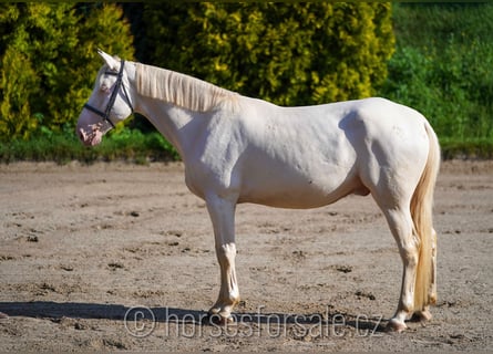 Tschechisches Warmblut, Wallach, 6 Jahre, 15,2 hh, Cremello