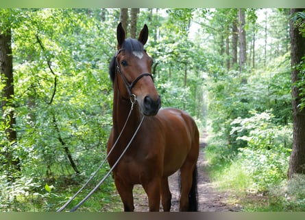 Czech Warmblood, Gelding, 6 years, 16.1 hh, Brown