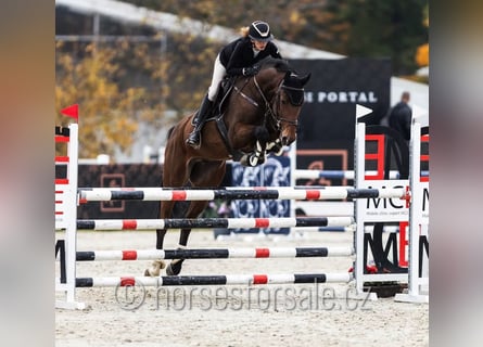 Czech Warmblood, Gelding, 6 years, 16,2 hh, Brown