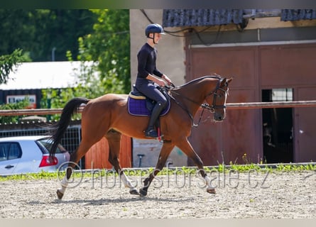 Czech Warmblood, Gelding, 7 years, 16.1 hh, Brown Czech Warmblood, Gelding, 7 years, 16.1 hh, Brown