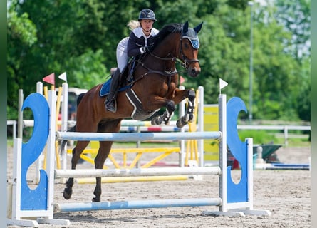 Czech Warmblood, Gelding, 7 years, 16,2 hh, Brown