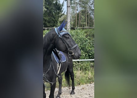 Tschechisches Warmblut, Wallach, 8 Jahre, 16 hh, Rappe