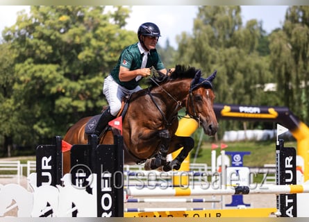 Czech Warmblood, Gelding, 8 years, 16,3 hh, Brown