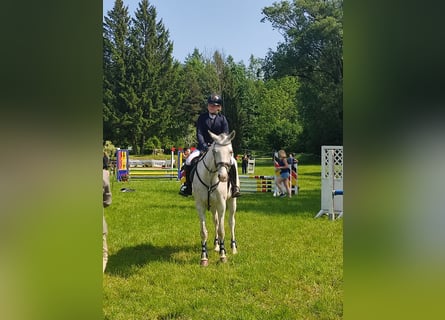Czech Warmblood, Mare, 10 years, 16,1 hh, Grey-Fleabitten