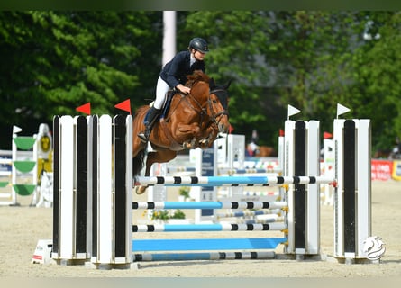 Czech Warmblood, Mare, 11 years, 16,1 hh, Chestnut-Red