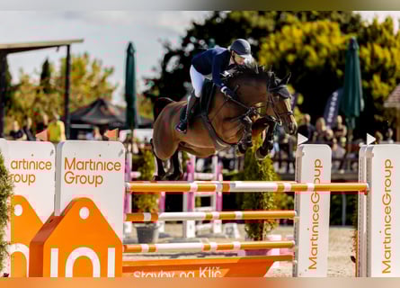 Czech Warmblood, Mare, 11 years, 16,1 hh, Bay