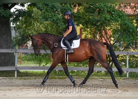 Czech Warmblood, Mare, 12 years, 16,2 hh, Brown