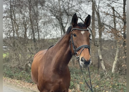 Czech Warmblood, Mare, 12 years, 16,2 hh, Brown