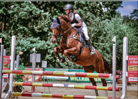 Czech Warmblood, Mare, 13 years, 16.1 hh, Chestnut-Red