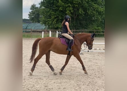 Czech Warmblood, Mare, 13 years, 16,3 hh, Chestnut-Red