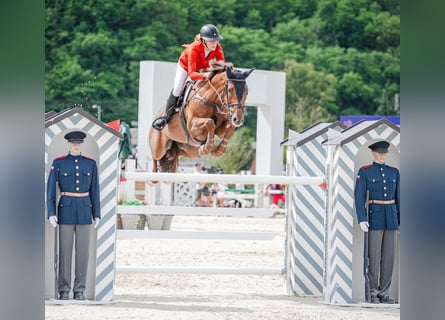 Czech Warmblood, Mare, 13 years, 16,3 hh, Chestnut-Red