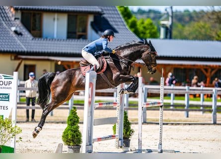 Czech Warmblood, Mare, 15 years, 16.1 hh, Brown Czech Warmblood, Mare, 15 years, 16.1 hh, Brown