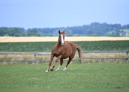 Czech Warmblood, Mare, 17 years, 16.2 hh, Chestnut