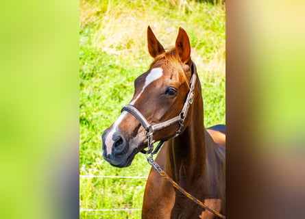 Czech Warmblood, Mare, 17 years, 16,2 hh, Chestnut-Red