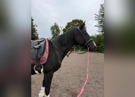 Czech Warmblood, Mare, 18 years, 16 hh, Bay-Dark