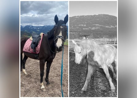 Czech Warmblood, Mare, 18 years, 16 hh, Bay-Dark