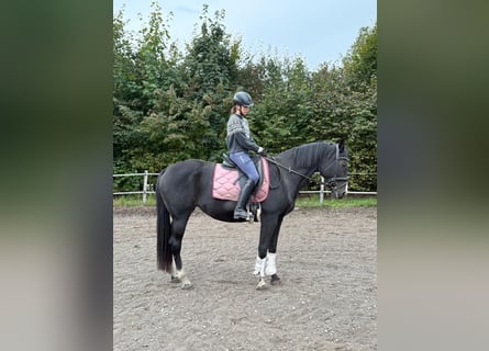 Czech Warmblood, Mare, 18 years, 16 hh, Bay-Dark