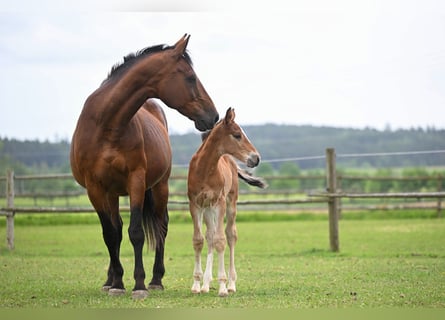 Czech Warmblood, Mare, 19 years, 16.2 hh, Bay Czech Warmblood, Mare, 19 years, 16.2 hh, Bay