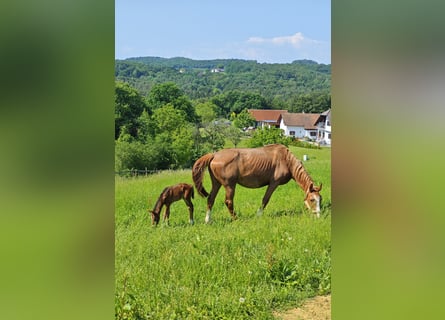 Czech Warmblood, Mare, 19 years, 16,2 hh, Chestnut-Red