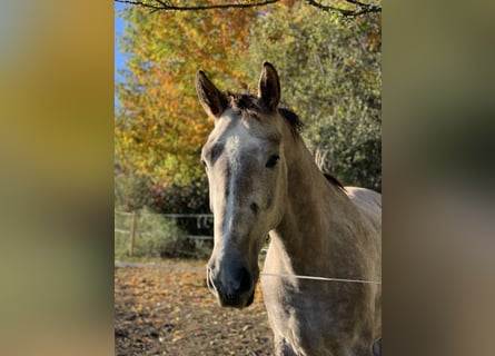 Czech Warmblood, Mare, 3 years, 16 hh, Grey-Red-Tan
