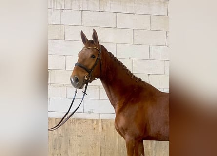 Czech Warmblood, Mare, 4 years, 16.2 hh, Chestnut
