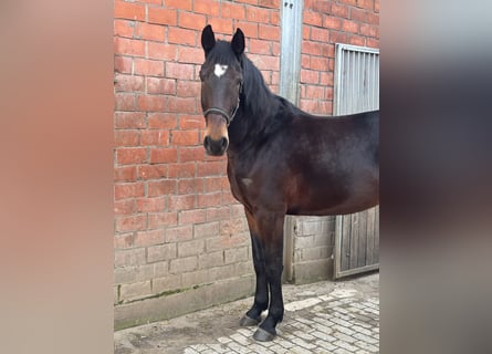Czech Warmblood, Mare, 4 years, 16 hh, Bay-Dark