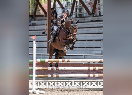 Czech Warmblood, Mare, 5 years, 16,1 hh, Brown