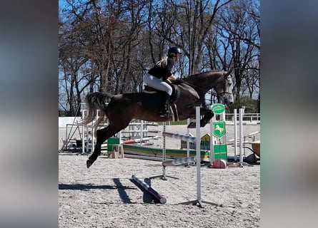 Czech Warmblood, Mare, 5 years, 16 hh, Grey