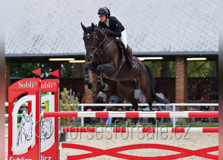 Czech Warmblood, Mare, 5 years, 16 hh, Smoky-Black