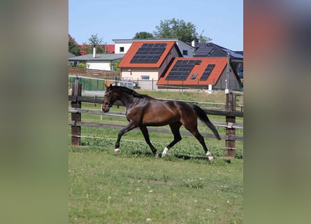 Czech Warmblood, Mare, 5 years, 16,1 hh, Bay-Dark