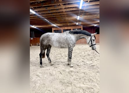 Czech Warmblood, Mare, 5 years, 17 hh, Gray