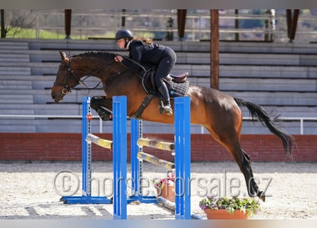 Czech Warmblood, Mare, 6 years, 16,3 hh, Bay-Dark