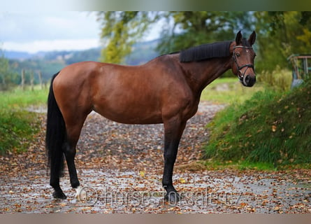 Czech Warmblood, Mare, 6 years, 17,1 hh, Brown