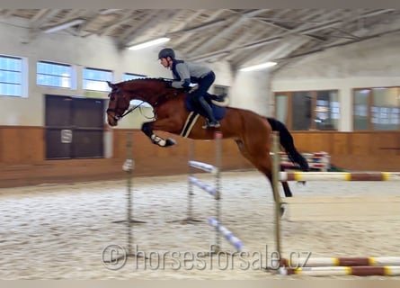 Czech Warmblood, Mare, 6 years, 17 hh, Brown