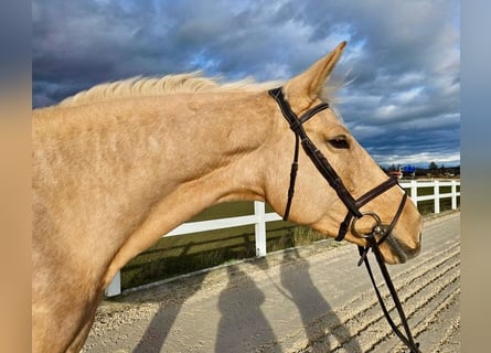 Czech Warmblood, Mare, 7 years, 16,1 hh, Palomino