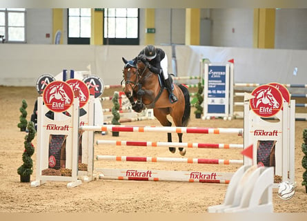 Czech Warmblood, Mare, 7 years, 16.2 hh, Brown