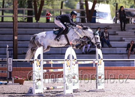 Czech Warmblood, Mare, 8 years, 16.1 hh, Grey