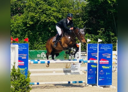 Czech Warmblood, Mare, 8 years, 16 hh, Brown