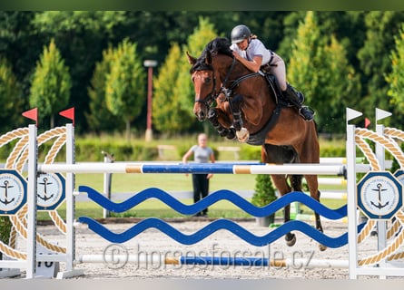 Czech Warmblood, Mare, 8 years, 17 hh, Brown