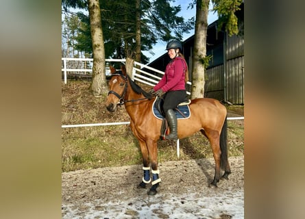 Czech Warmblood, Mare, 9 years, 15,2 hh, Brown