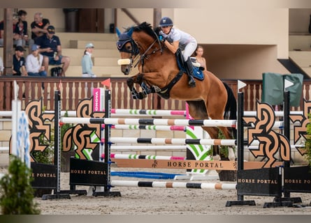 Czech Warmblood, Mare, 9 years, 16.3 hh, Bay