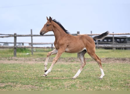 Czech Warmblood, Mare, Foal (05/2025), Bay