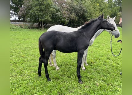 Czech Warmblood, Stallion, Foal (05/2025), Can be white