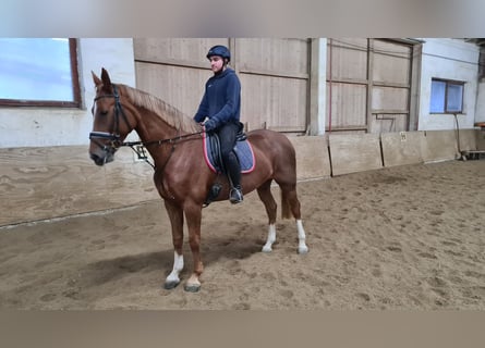 Czeski koń gorącokrwisty (CSFR), Klacz, 4 lat, 168 cm, Kasztanowata