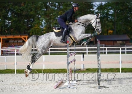 Czeski koń gorącokrwisty (CSFR), Ogier, 6 lat, 172 cm, Siwa