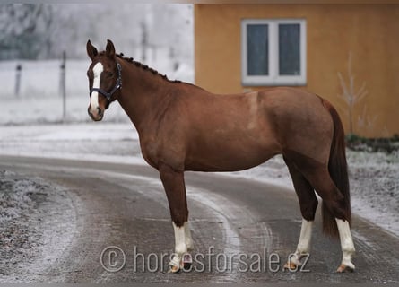 Czeski koń gorącokrwisty, Klacz, 6 lat, 156 cm, Kasztanowata