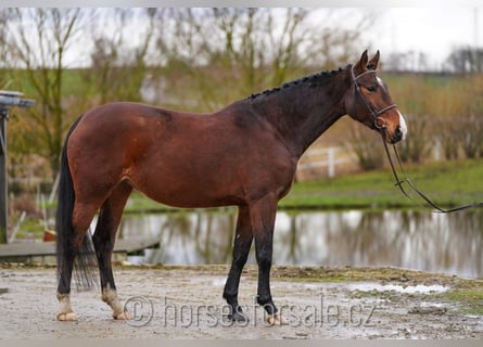 Czeski koń gorącokrwisty, Klacz, 6 lat, 163 cm, Gniada