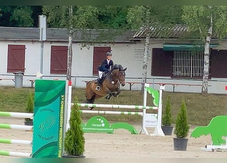 Czeski koń gorącokrwisty, Klacz, 7 lat, 163 cm, Gniada