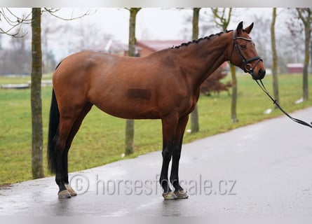 Czeski koń gorącokrwisty, Klacz, 9 lat, 171 cm, Gniada