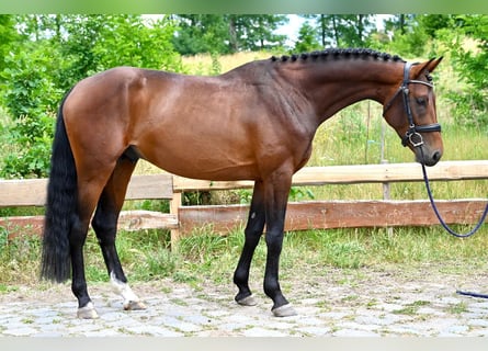 Czeski koń gorącokrwisty, Ogier, 4 lat, 166 cm, Gniada